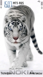 White Tiger by akad73