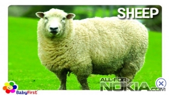 Изображение овцы для Symbian 3